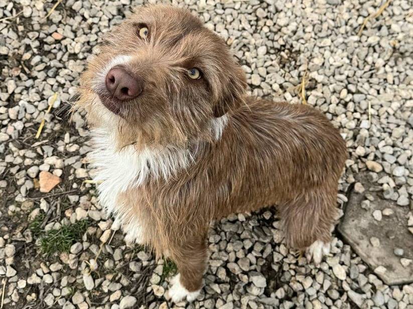 Adotta il cane Elide  a Teramo