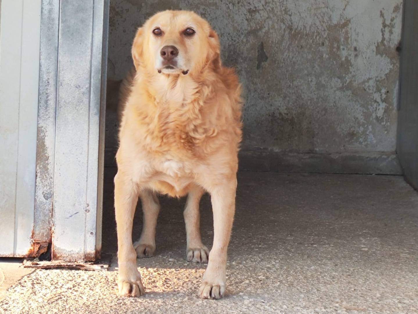 Adozione cane, femmina, Razza sconosciuta Razza sconosciuta, 9 anni e 2 mesi, taglia media, Trapani