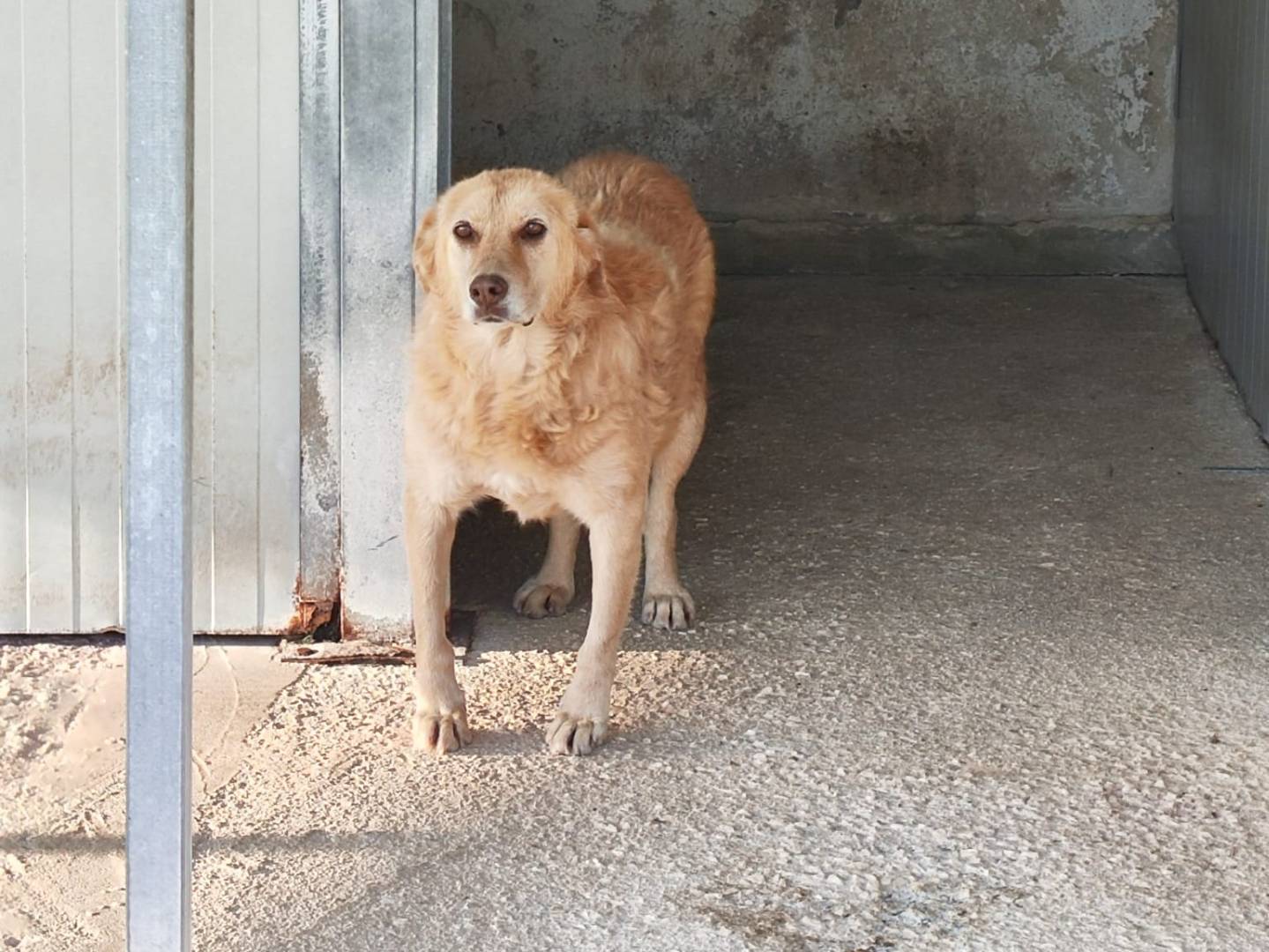 Adotta un cane, femmina, 9 anni e 2 mesi, Trapani