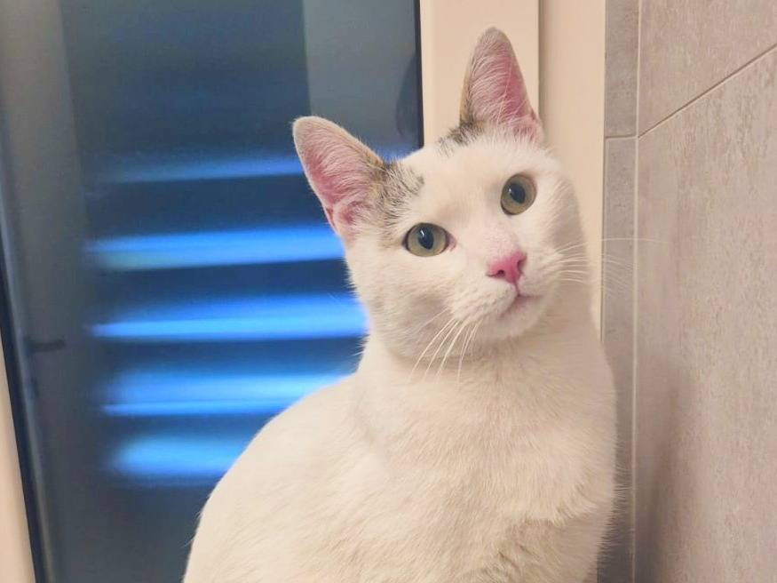 Adozione gatto, maschio, Razza sconosciuta Razza sconosciuta, 1 anno e 2 mesi, taglia non valida, Cremona