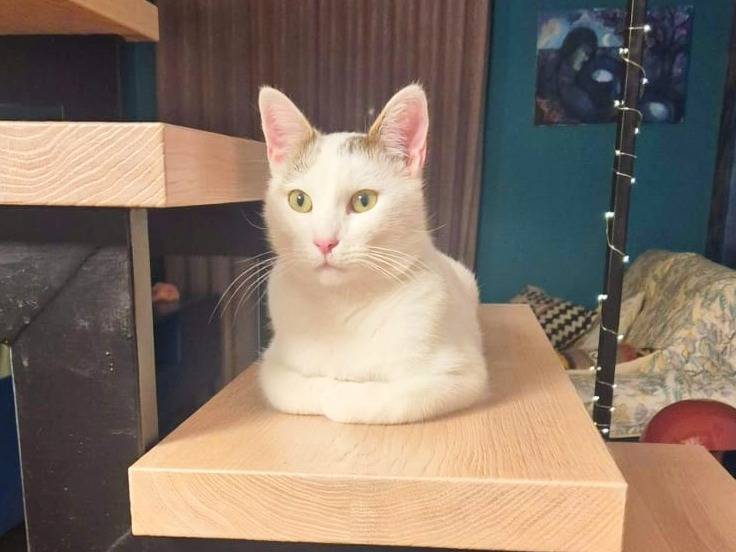 Adotta un gatto, maschio, 1 anno e 2 mesi, Cremona