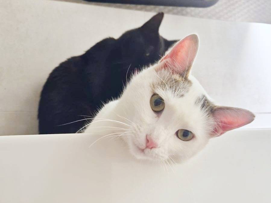 Adotta un gatto, taglia non valida, maschio, Cremona