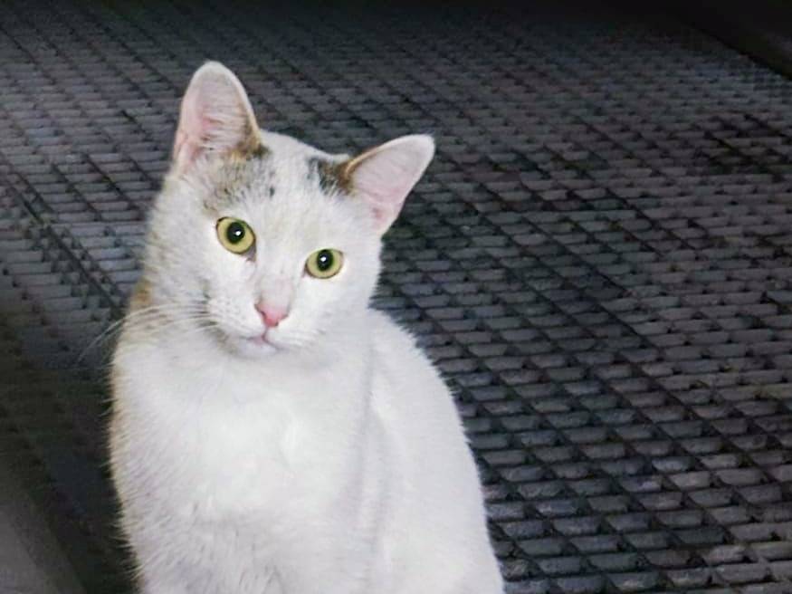 Vuoi adottare un gatto a Cremona?