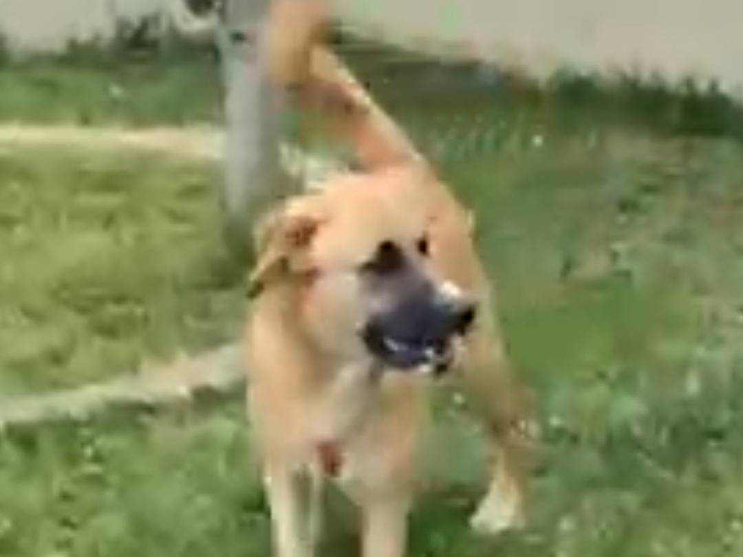 Adozione cane, femmina, Razza sconosciuta Razza sconosciuta, 10 mesi, taglia media, Ragusa