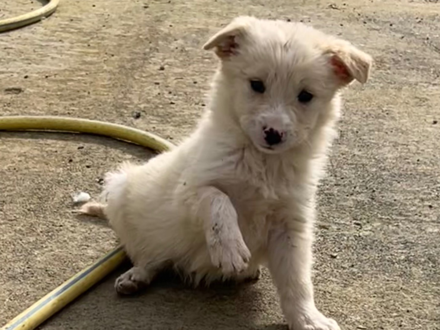 Adozione cane, maschio, Pastore maremmano Razza sconosciuta, 3 mesi, taglia grande, Enna