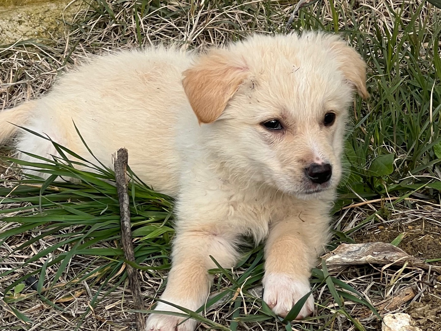 Adotta un cane, maschio, 3 mesi, Enna