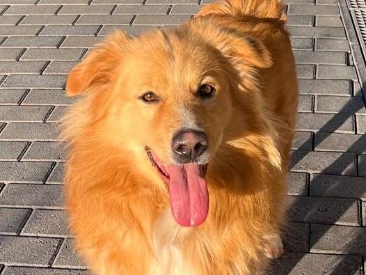 Adozione cane, maschio, Razza sconosciuta Razza sconosciuta, 3 anni, taglia media, Milano