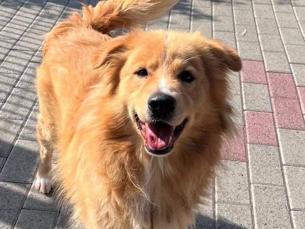 Adotta un cane, taglia media, maschio, Milano