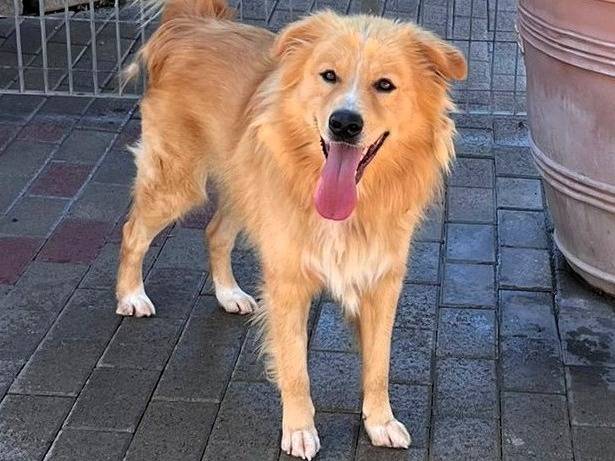 Adotta il cane DIOR a Milano