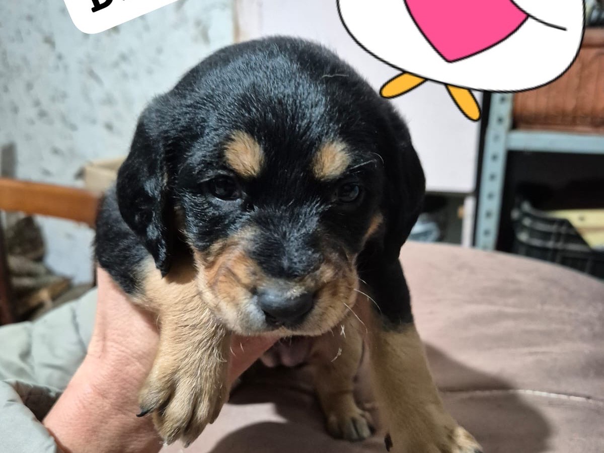 Adozione cane, femmina, Razza sconosciuta Razza sconosciuta, 1 mesi, taglia media contenuta, Avellino