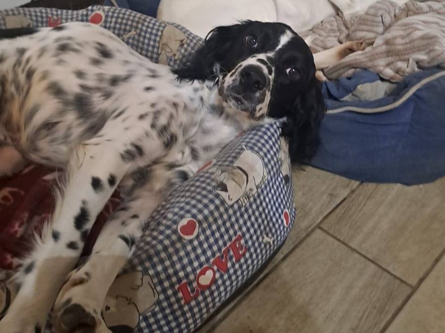 Adotta un cane, femmina, 4 anni e 11 mesi, Como