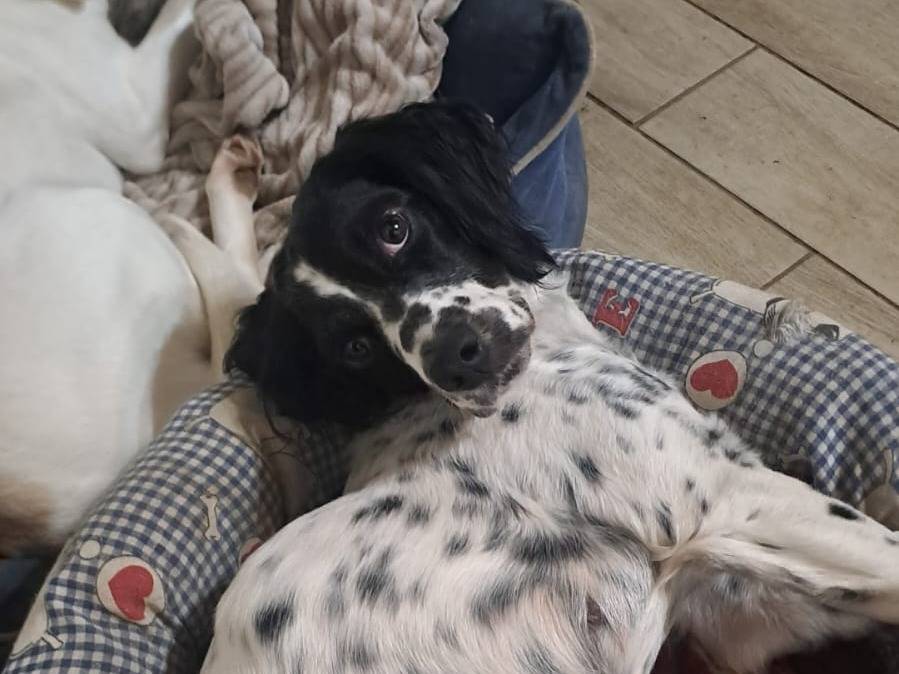 Adotta un cane, taglia media contenuta, femmina, Como