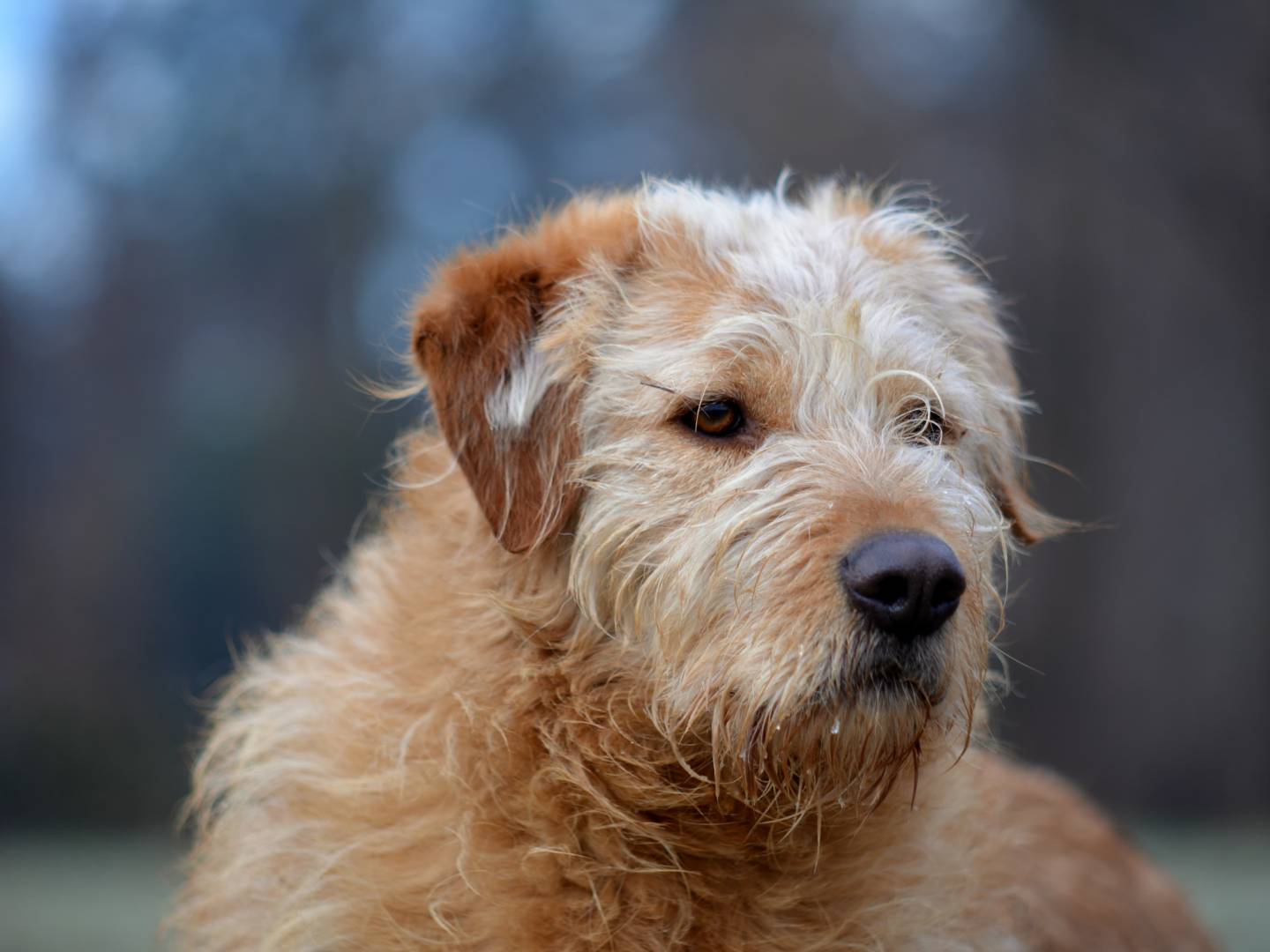 Adozione cane, femmina, Razza sconosciuta Razza sconosciuta, 4 anni e 9 mesi, taglia media, Como