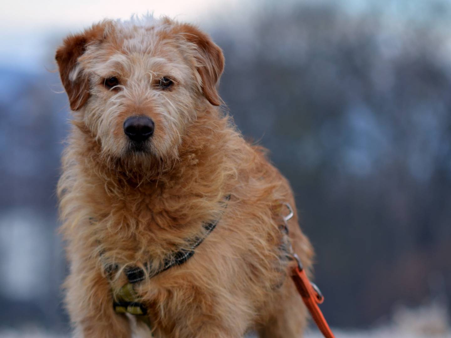 Adotta un cane, taglia media, femmina, Como