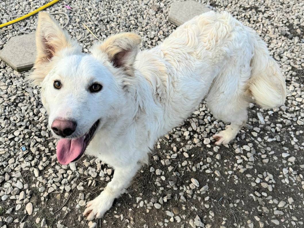 Adotta un cane, maschio, 10 mesi, Teramo