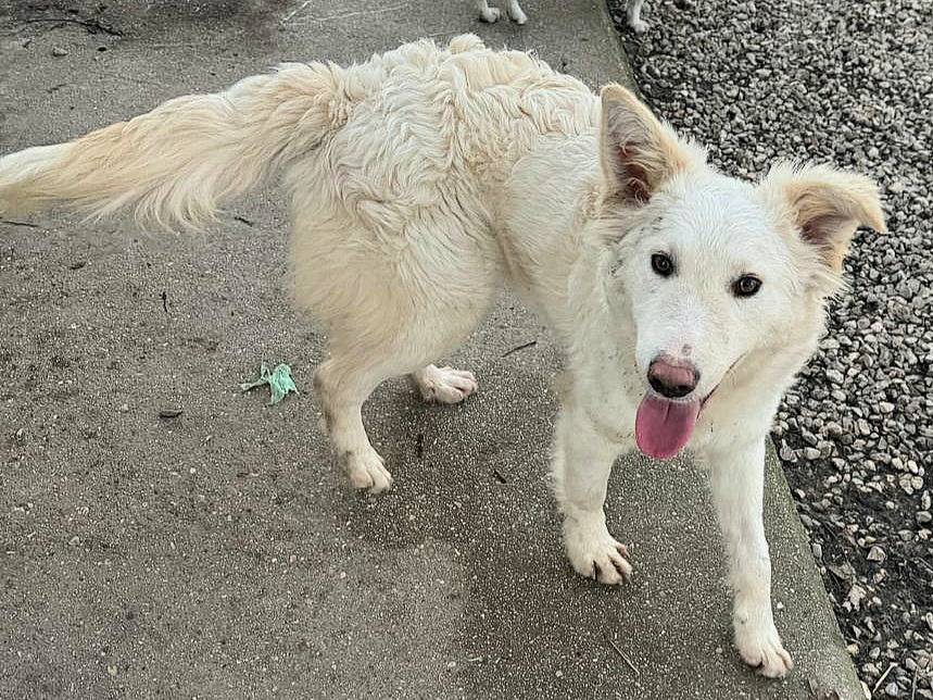 Adotta un cane, taglia media, maschio, Teramo