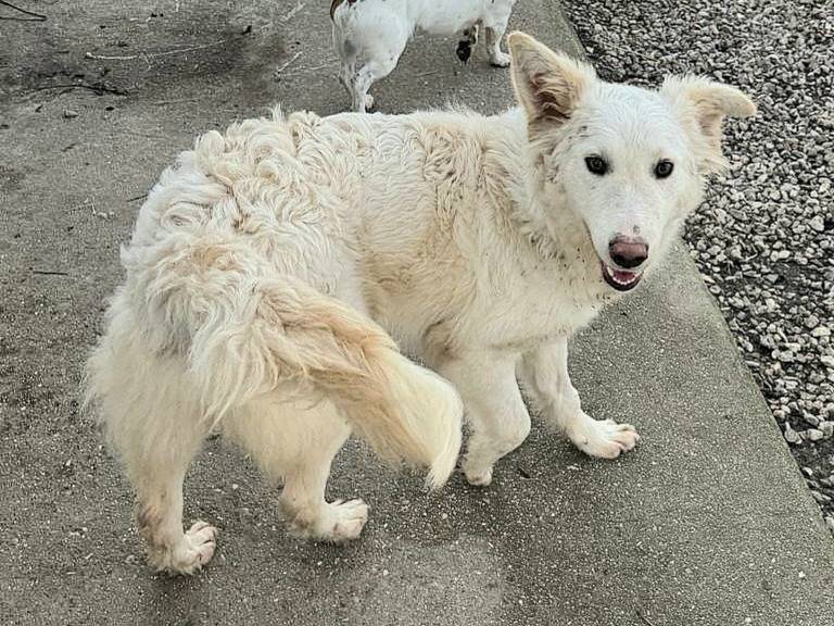 Vuoi adottare un cane a Teramo?
