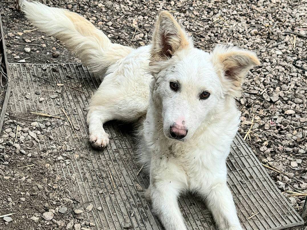 Adotta il cane Curzio a Teramo