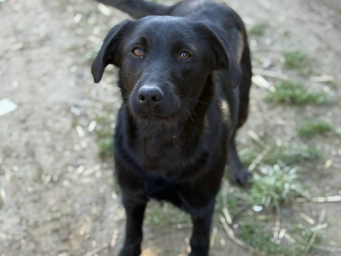 Adotta un cane, taglia media contenuta, femmina, Firenze