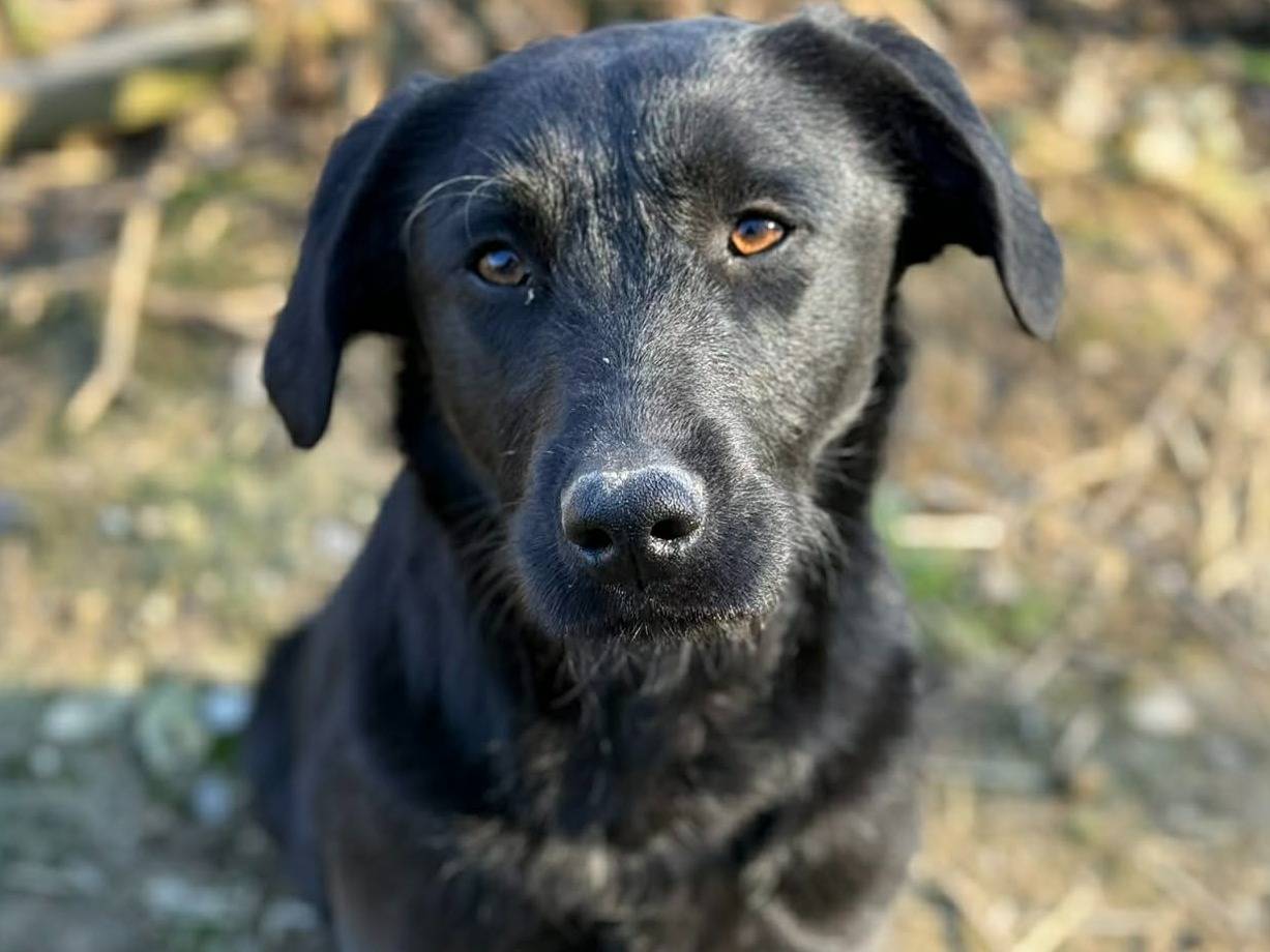 Vuoi adottare un cane a Firenze?