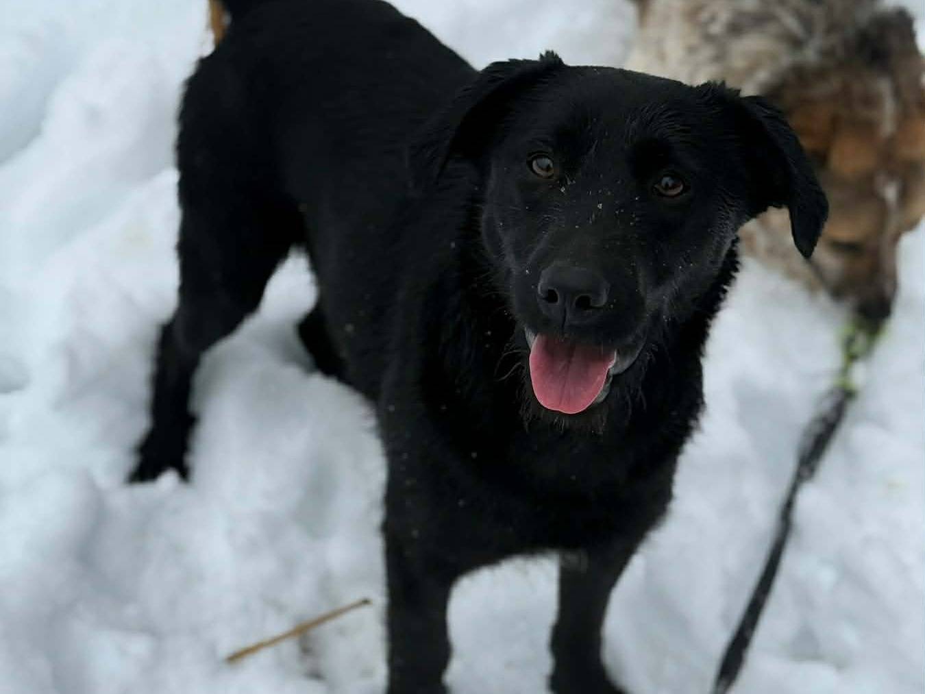 Adotta il cane ESME a Firenze