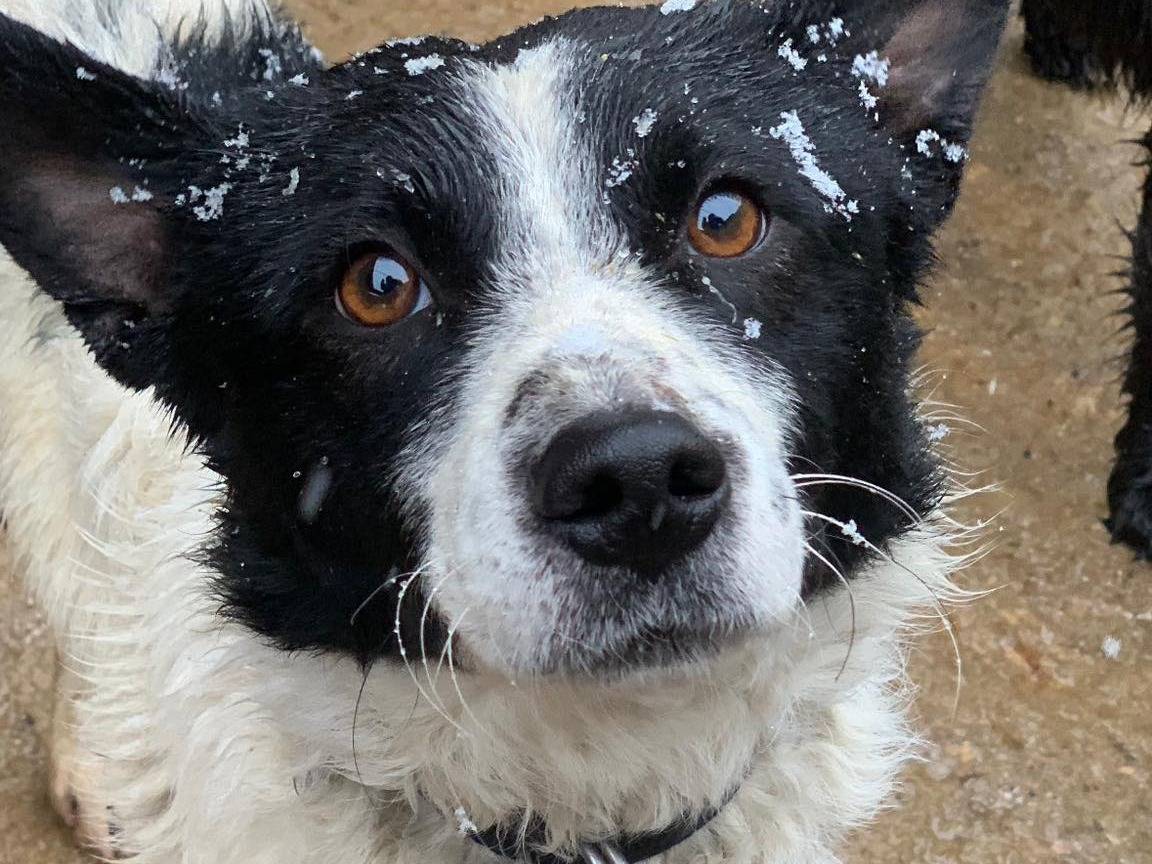 Adozione cane, maschio, Razza sconosciuta Razza sconosciuta, 2 anni e 11 mesi, taglia media contenuta, Firenze