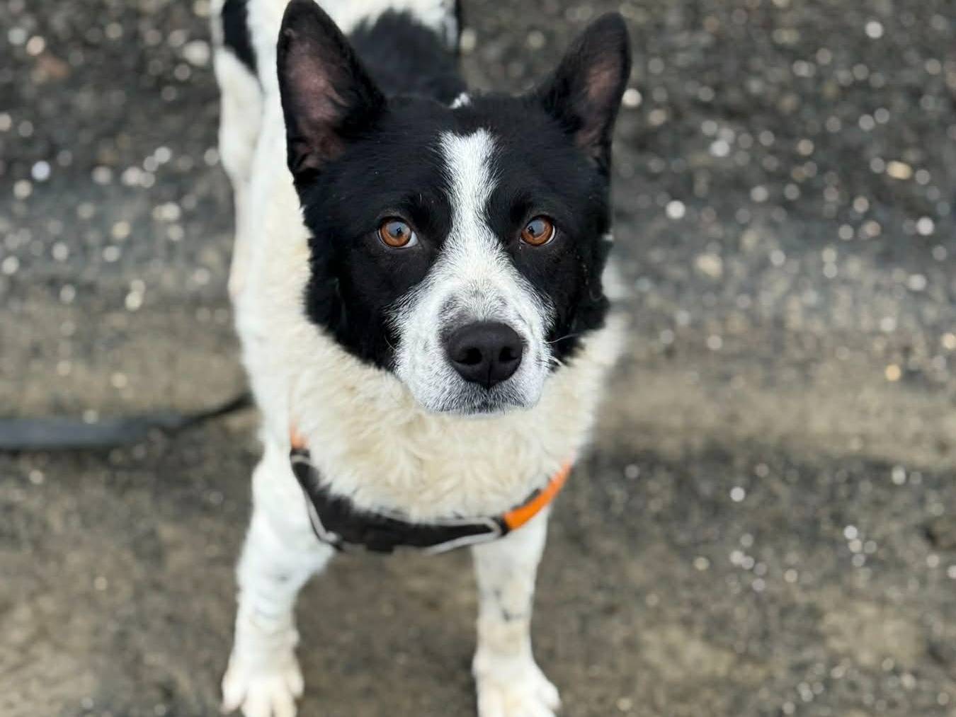 Adotta un cane, maschio, 2 anni e 11 mesi, Firenze