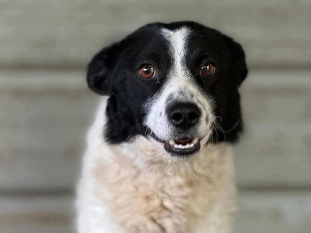 Vuoi adottare un cane a Firenze?