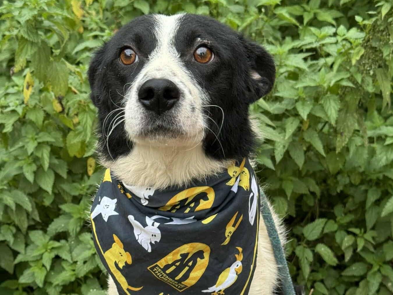 Adotta il cane WEST a Firenze