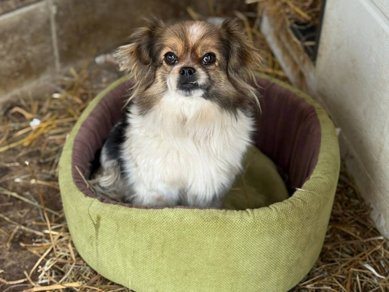 Adotta un cane, taglia piccola, femmina, Firenze