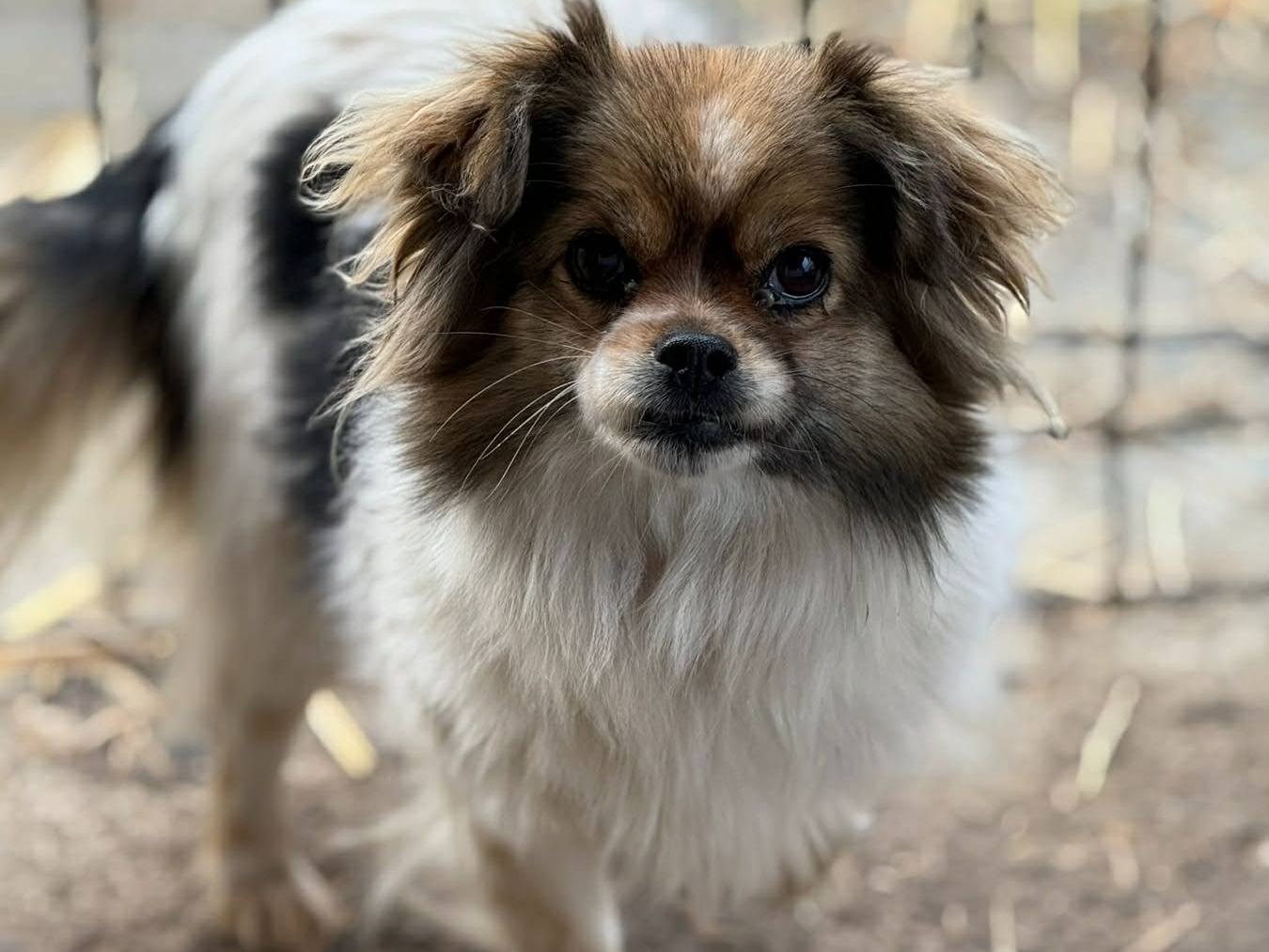 Vuoi adottare un cane a Firenze?