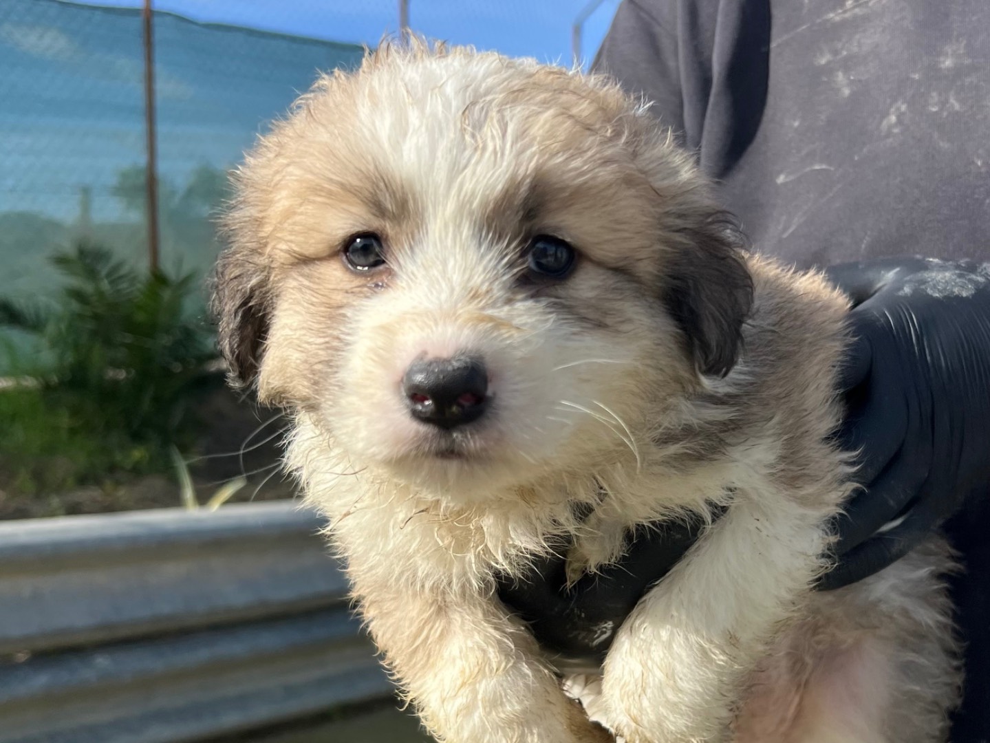 Adotta un cane, femmina, 4 mesi, Enna