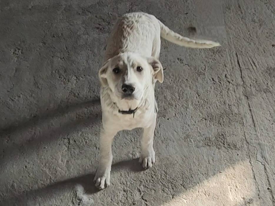 Adozione cane, maschio, Labrador Retriever Razza sconosciuta, 3 mesi, taglia grande, Vibo