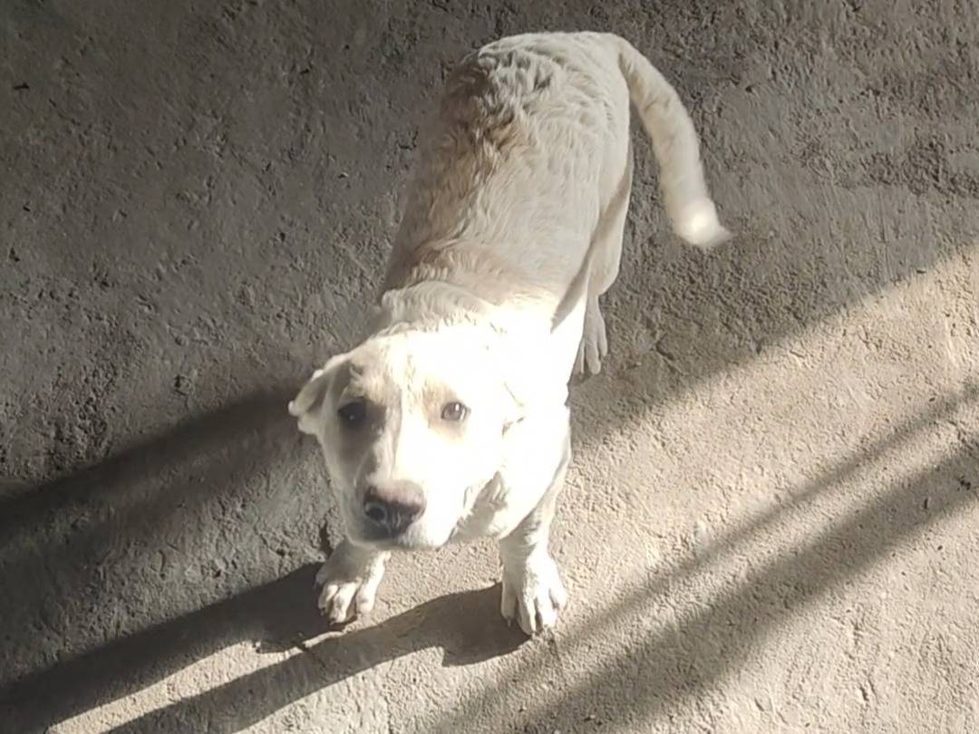 Adotta un cane, maschio, 3 mesi, Vibo