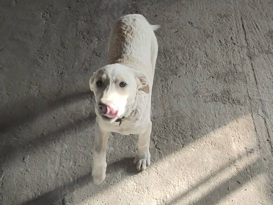 Adotta un cane, taglia grande, maschio, Vibo