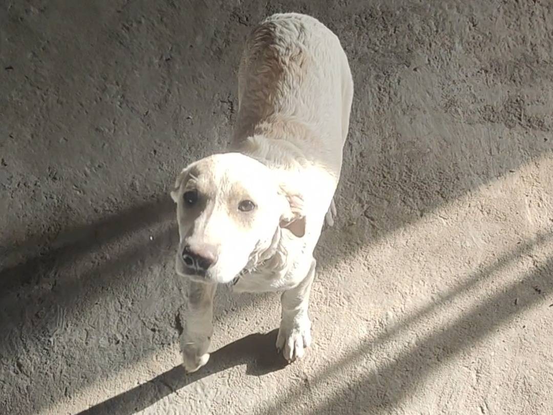 Vuoi adottare un cane a Vibo?