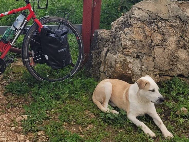 Adotta un cane, maschio, 9 mesi, Siracusa