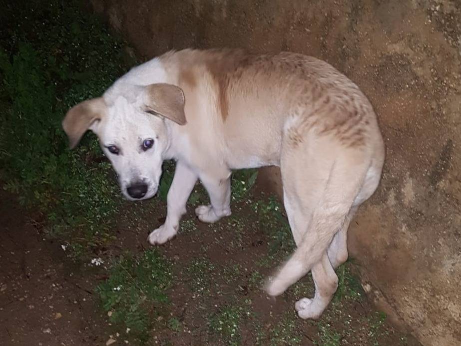 Vuoi adottare un cane a Siracusa?