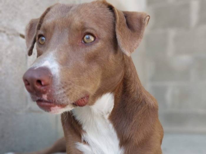 Adozione cane, maschio, Razza sconosciuta Razza sconosciuta, 1 anno e 3 mesi, taglia media, Nuoro