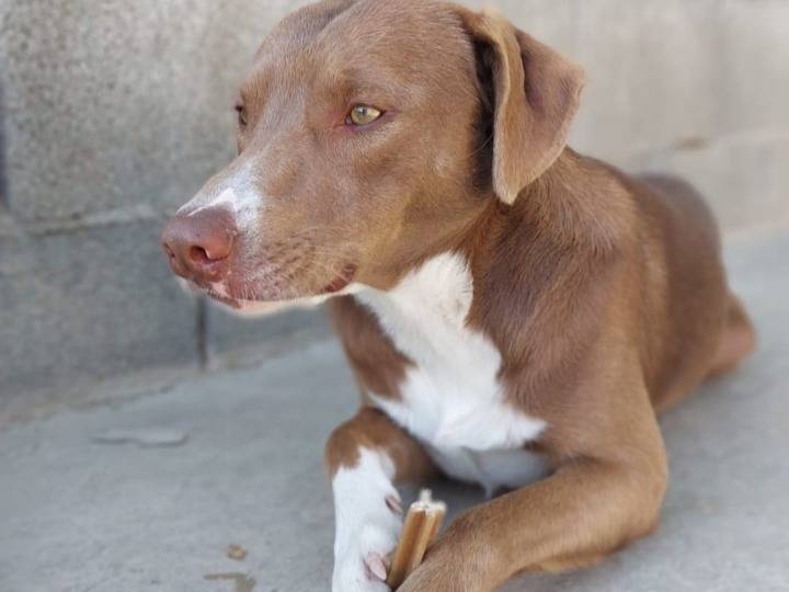 Adotta un cane, maschio, 1 anno e 3 mesi, Nuoro