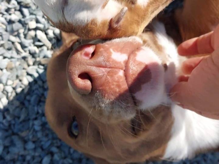 Adotta un cane, taglia media, maschio, Nuoro