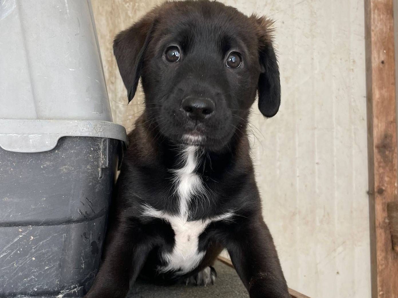 Adozione cane, maschio, Razza sconosciuta Razza sconosciuta, 2 mesi, taglia media, Frosinone