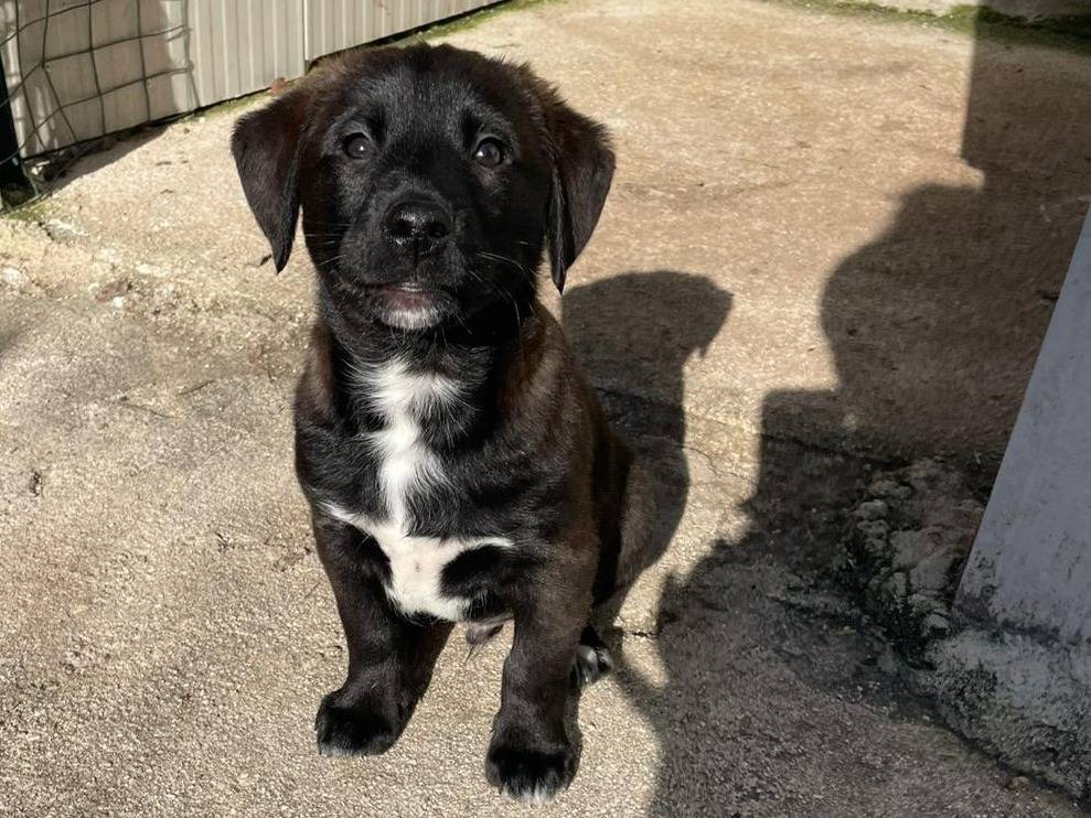 Adotta un cane, maschio, 2 mesi, Frosinone