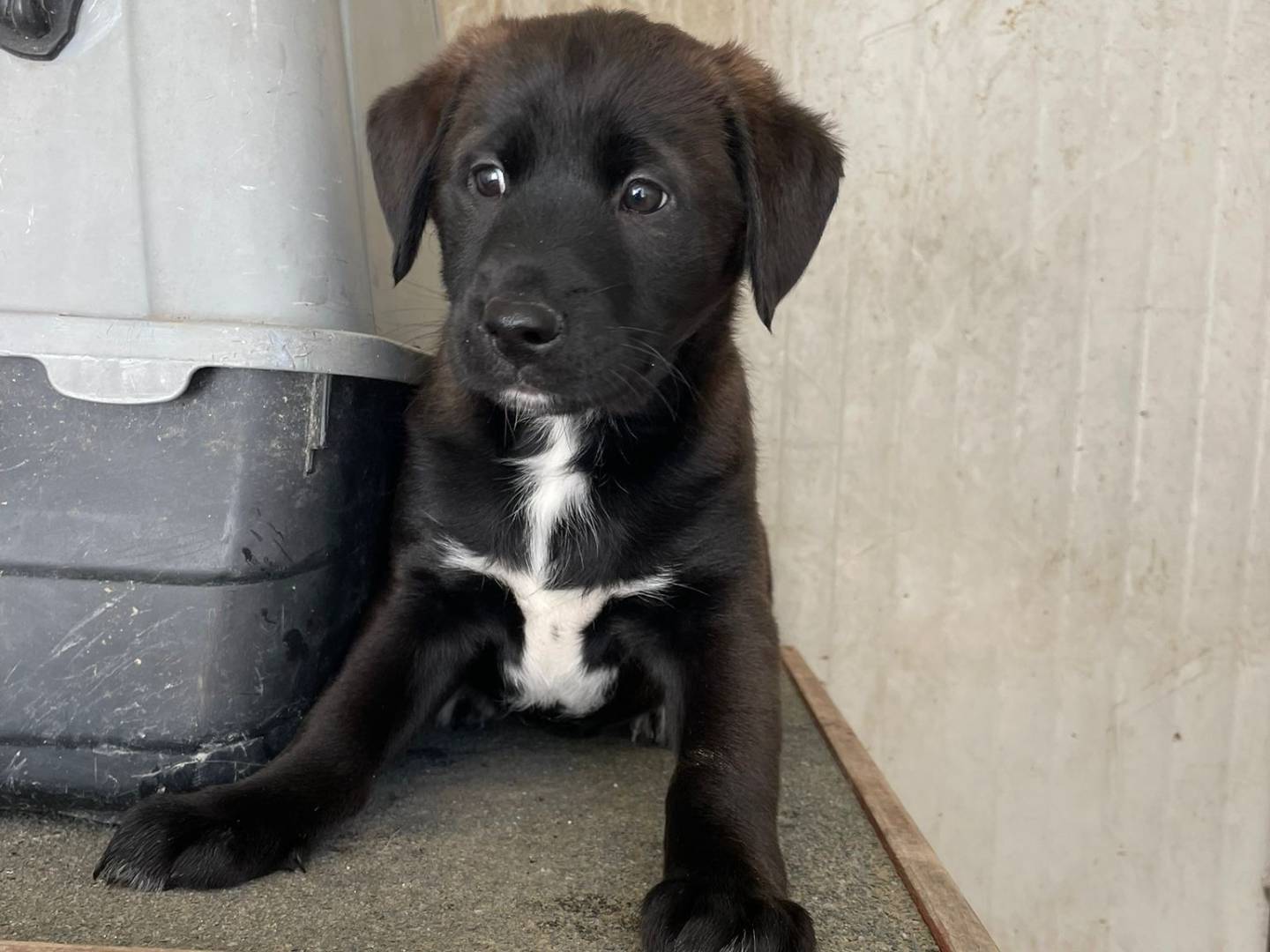 Adotta un cane, taglia media, maschio, Frosinone