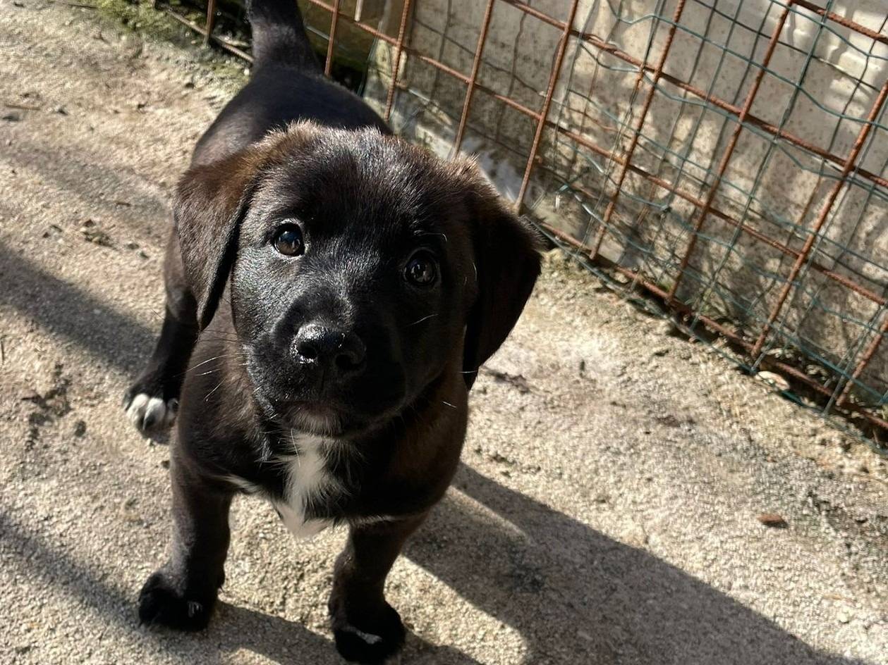 Vuoi adottare un cane a Frosinone?