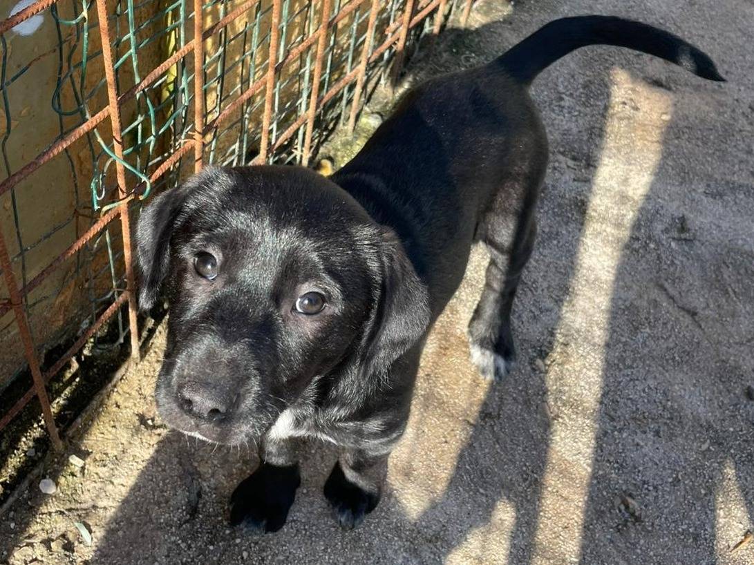 Adozione cane, femmina, Razza sconosciuta Razza sconosciuta, 2 mesi, taglia media, Frosinone