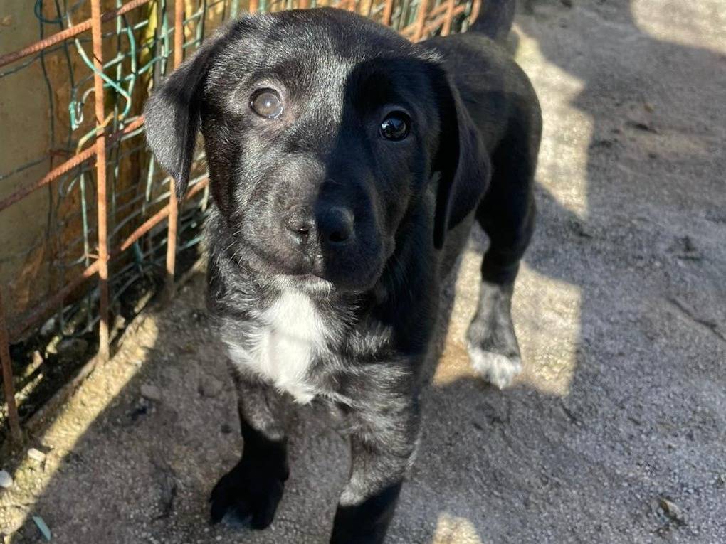 Adotta un cane, femmina, 2 mesi, Frosinone