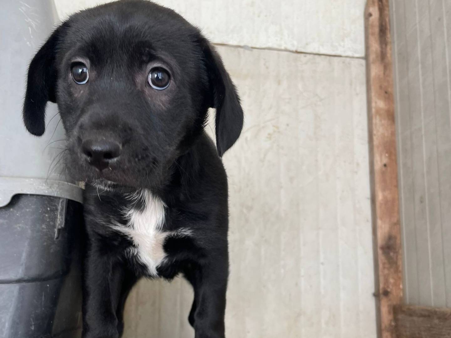 Adotta un cane, taglia media, femmina, Frosinone