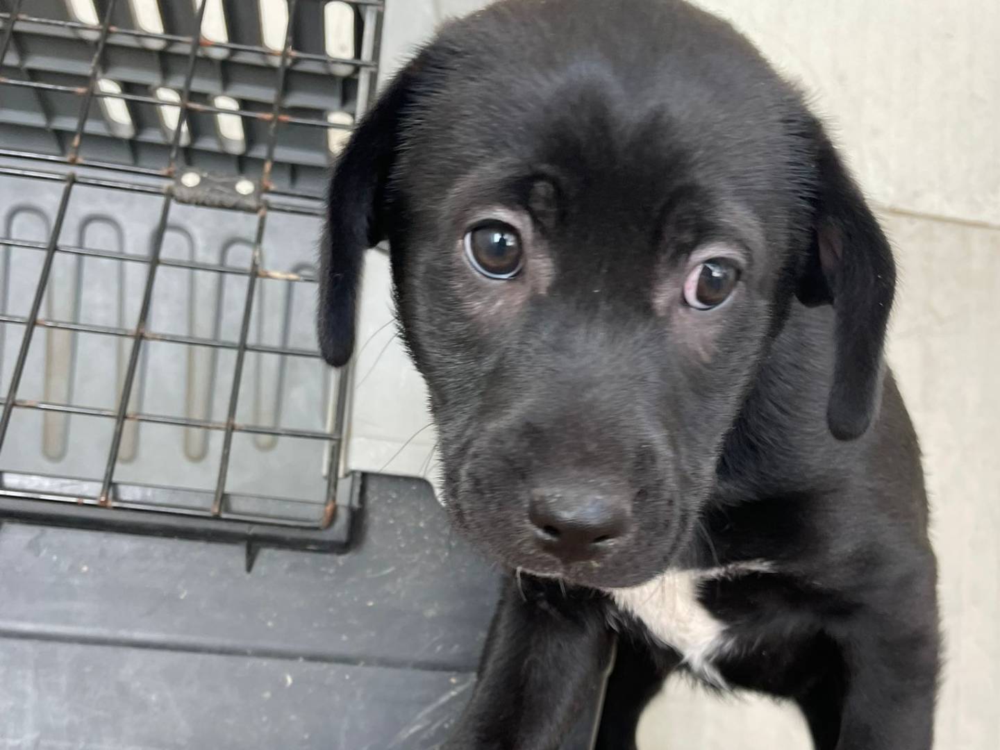 Vuoi adottare un cane a Frosinone?