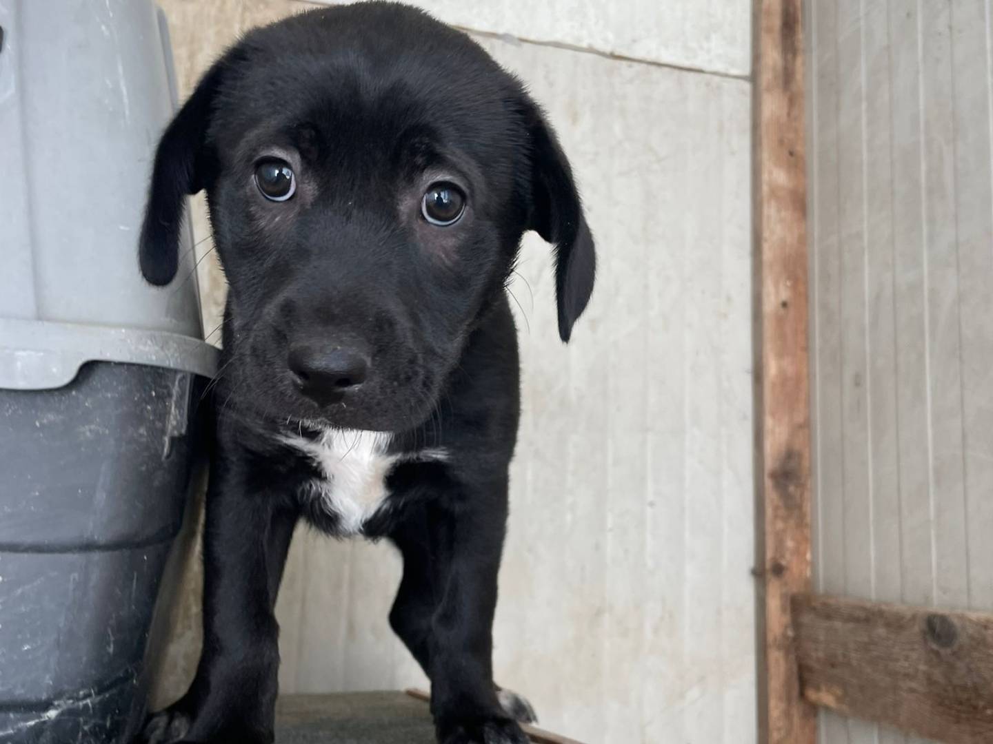 Adotta il cane VITTORIA a Frosinone